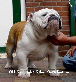 bulldog Anglais : CH Seabright Silver Satisfaction